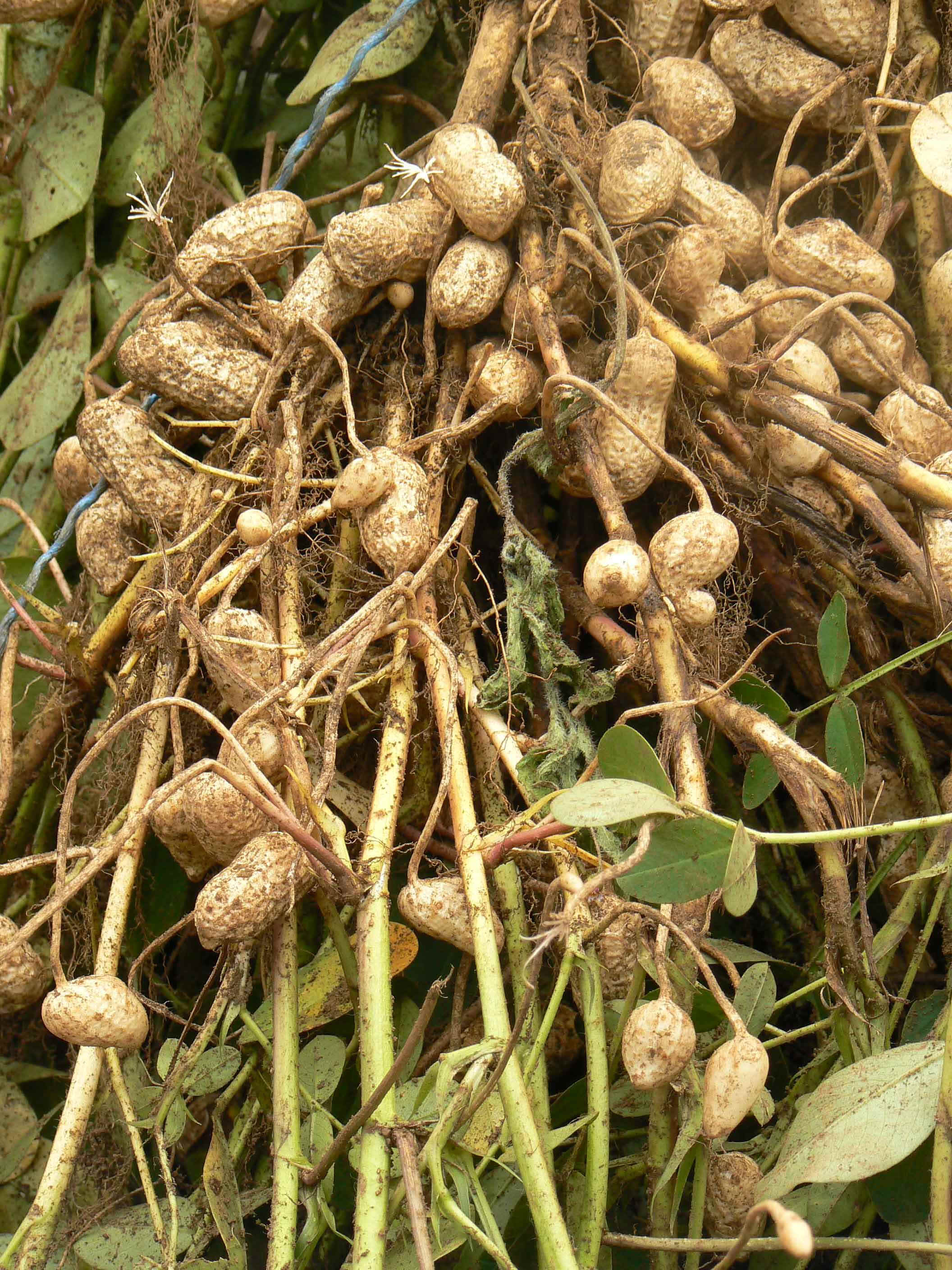 بادام زمینی